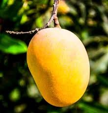 MANGO (NADAN)